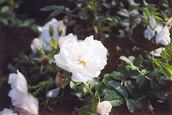 Blanc Double de Coubert Rose (Rosa 'Blanc Double de Coubert') at Creekside Home & Garden