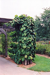 Dutchman's Pipe (Aristolochia macrophylla) at Creekside Home & Garden