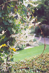Silver Lace Vine (Polygonum aubertii) at Creekside Home & Garden