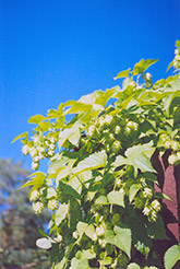 Hops (Humulus lupulus) at Creekside Home & Garden