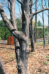 American Hornbeam (Carpinus caroliniana) at Creekside Home & Garden