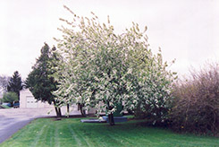 Commutata Mayday (Prunus padus 'var. commutata') at Creekside Home & Garden