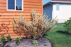 Western Sandcherry (Prunus besseyi) at Creekside Home & Garden