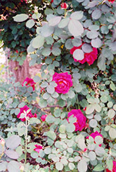 Showy Pavement Rose (Rosa 'Showy Pavement') at Creekside Home & Garden