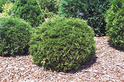 Hetz Midget Arborvitae (Thuja occidentalis 'Hetz Midget') at Creekside Home & Garden