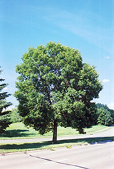 Green Ash (Fraxinus pennsylvanica) at Creekside Home & Garden