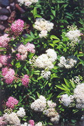 Shirobana Spirea (Spiraea japonica 'Shirobana') at Creekside Home & Garden
