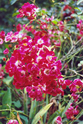 Red Meidiland Rose (Rosa 'Red Meidiland') at Creekside Home & Garden