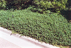 Bowles Periwinkle (Vinca minor 'Bowles') at Creekside Home & Garden