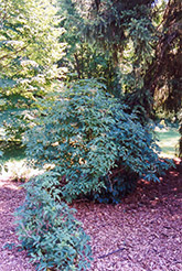 European Elder (Sambucus nigra) at Creekside Home & Garden