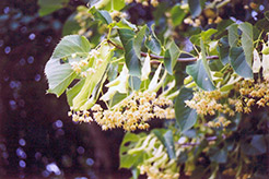 American Linden (Tilia americana) at Creekside Home & Garden