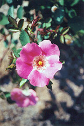 Pink Meidiland Rose (Rosa 'Pink Meidiland') at Creekside Home & Garden