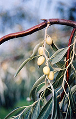 Russian Olive (Elaeagnus angustifolia) at Creekside Home & Garden