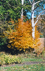 Saskatoon (Amelanchier alnifolia) at Creekside Home & Garden