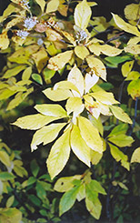 Summersweet (Clethra alnifolia) at Creekside Home & Garden