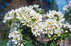 Ure Pear (Pyrus 'Ure') at Creekside Home & Garden