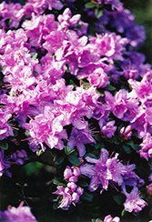 Ramapo Rhododendron (Rhododendron 'Ramapo') at Creekside Home & Garden