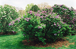 Asessippi Lilac (Syringa x hyacinthiflora 'Asessippi') at Creekside Home & Garden