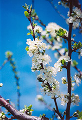 Mount Royal Plum (Prunus 'Mount Royal') at Creekside Home & Garden