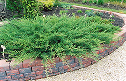 Blue Danube Juniper (Juniperus sabina 'Blue Danube') at Creekside Home & Garden