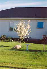 Battleford Apple (Malus 'Battleford') at Creekside Home & Garden