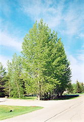 Prairie Sky Poplar (Populus 'Prairie Sky') at Creekside Home & Garden