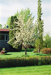 Parkland Apple (Malus 'Parkland') at Creekside Home & Garden