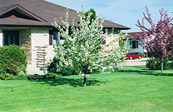Norkent Apple (Malus 'Norkent') at Creekside Home & Garden