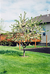 Evans Cherry (Prunus 'Evans') at Creekside Home & Garden