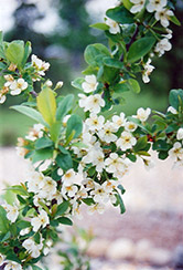 Opata Cherry-Plum (Prunus 'Opata') at Creekside Home & Garden