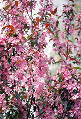 Shaughnessy Cohen Flowering Crab (Malus 'Shaughnessy Cohen') at Creekside Home & Garden