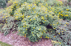 Yellow Gem Potentilla (Potentilla fruticosa 'Yellow Gem') at Creekside Home & Garden