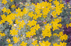 Coronation Triumph Potentilla (Potentilla fruticosa 'Coronation Triumph') at Creekside Home & Garden