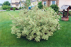 Silver Variegated Dogwood (Cornus alba 'Elegantissima') at Creekside Home & Garden