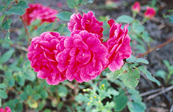 Morden Ruby Rose (Rosa 'Morden Ruby') at Creekside Home & Garden