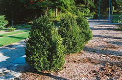 Green Mountain Boxwood (Buxus 'Green Mountain') at Creekside Home & Garden