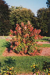Tardiva Hydrangea (Hydrangea paniculata 'Tardiva') at Creekside Home & Garden
