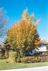 Oakleaf Mountain Ash (Sorbus x hybrida) at Creekside Home & Garden
