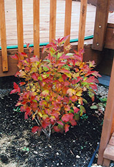 Compact Highbush Cranberry (Viburnum trilobum 'Compactum') at Creekside Home & Garden
