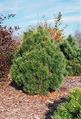 Big Tuna Mugo Pine (Pinus mugo 'Big Tuna') at Creekside Home & Garden