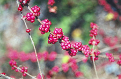 Coralberry (Symphoricarpos orbiculatus) at Creekside Home & Garden