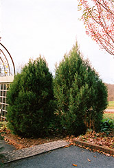 Cologreen Juniper (Juniperus scopulorum 'Cologreen') at Creekside Home & Garden