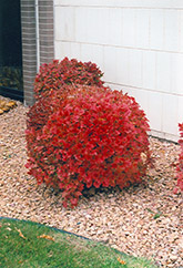 Bailey Compact Highbush Cranberry (Viburnum trilobum 'Bailey Compact') at Creekside Home & Garden