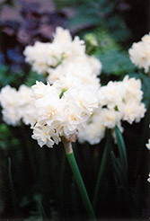 Erlicheer Daffodil (Narcissus 'Erlicheer') at Creekside Home & Garden