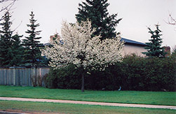 Ussurian Pear (Pyrus ussuriensis) at Creekside Home & Garden