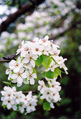Ussurian Pear (Pyrus ussuriensis) at Creekside Home & Garden