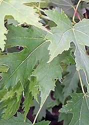 Silver Cloud Silver Maple (Acer saccharinum 'Silver Cloud') at Creekside Home & Garden
