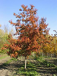 Ventura Maple (Acer 'Ventura') at Creekside Home & Garden