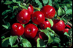 Haralson Apple (Malus 'Haralson') at Creekside Home & Garden