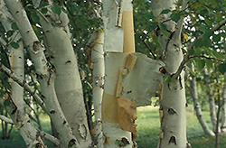 Prairie Dream Paper Birch (Betula papyrifera 'Varen') at Creekside Home & Garden